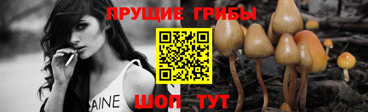 что такое наркотик  Псилоцибиновые грибы мухоморы  Вход с VPN  Псилоцибиновые грибы прущие грибы  Грозный 